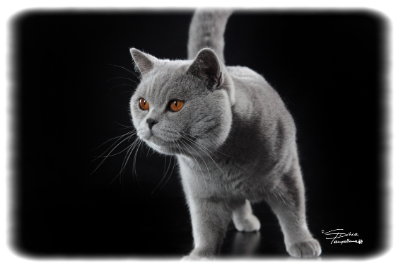Testa gatto british shorthair con occhi arancio